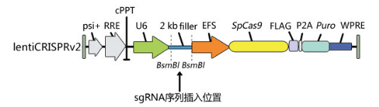 抗體是怎么進(jìn)行敲除驗(yàn)證的